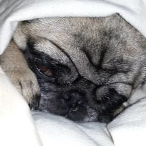 Meet your Posher, Paul